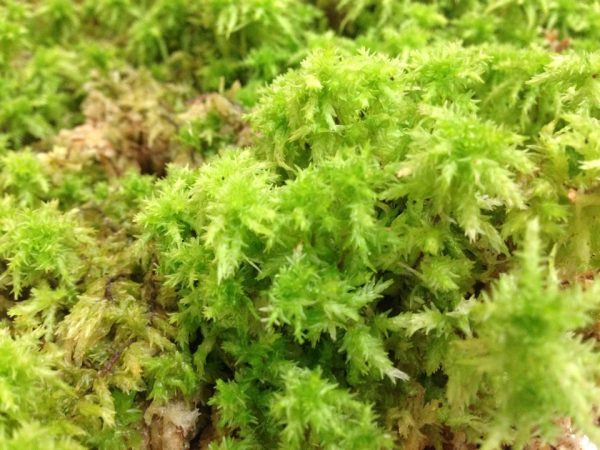 4.5 ounces, New Zealand Long-Fibered Sphagnum Moss